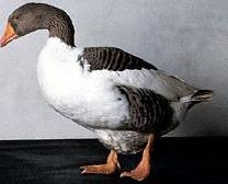 duck1.jpg